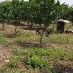 chính chủ cần bán 9600m2 (9,6 sào) đất trồng cây tại Xuân Bắc (Giáp Ranh Long Khánh), Đồng Nai giá 450tr/sào