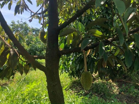 Mở bán 9 lô đất vườn sầu xã Vĩnh An, La Ngà, Định quán giá chỉ 850tr/lô