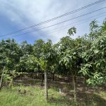 Bán đất vườn xoài view hồ Trị An.