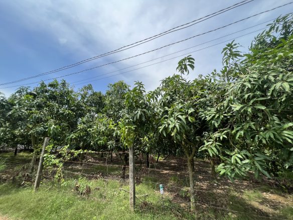 Bán đất vườn xoài view hồ Trị An.