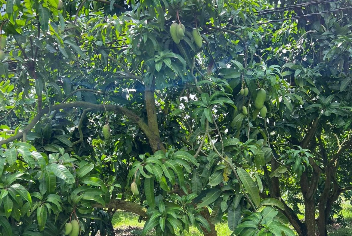 1 lô đất vườn góc 2 mt có sẵn 100m2 thổ cư giá siu rẻ