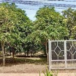 Bán đất vườn La Ngà- Định Quán giá rẻ,có sẵn thổ cư