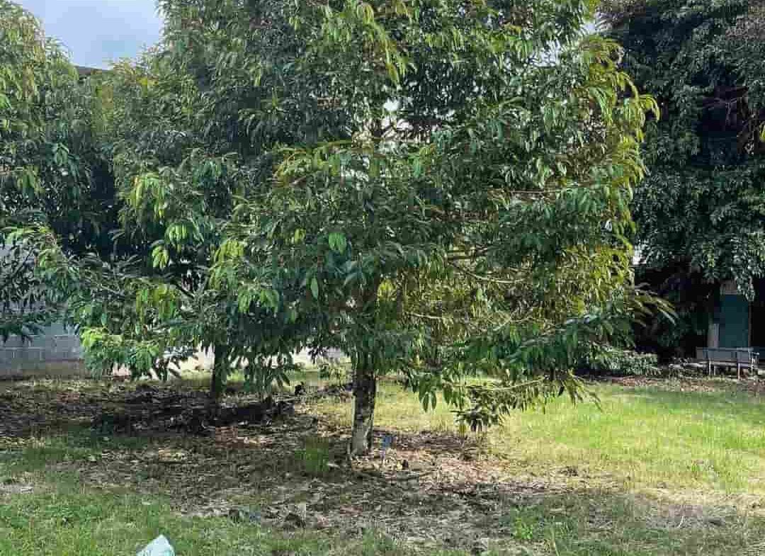 Mở bán 18 nền thổ cư tại Phú Tân- Định Quán