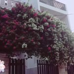 Cho thuê nhà nguyên căn đường 20 Phường Linh Đông Thủ Đức