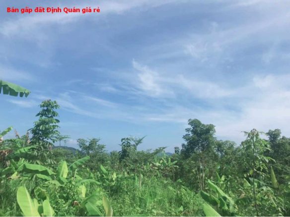 Bán Đất Định Quán – Giá Chỉ 360 Triệu/1000m2 Sổ Hồng Riêng