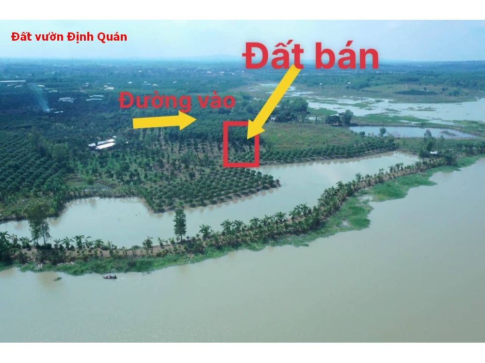Bán đất vườn Định Quán, đang trồng xoài ngay xã Suối Nho