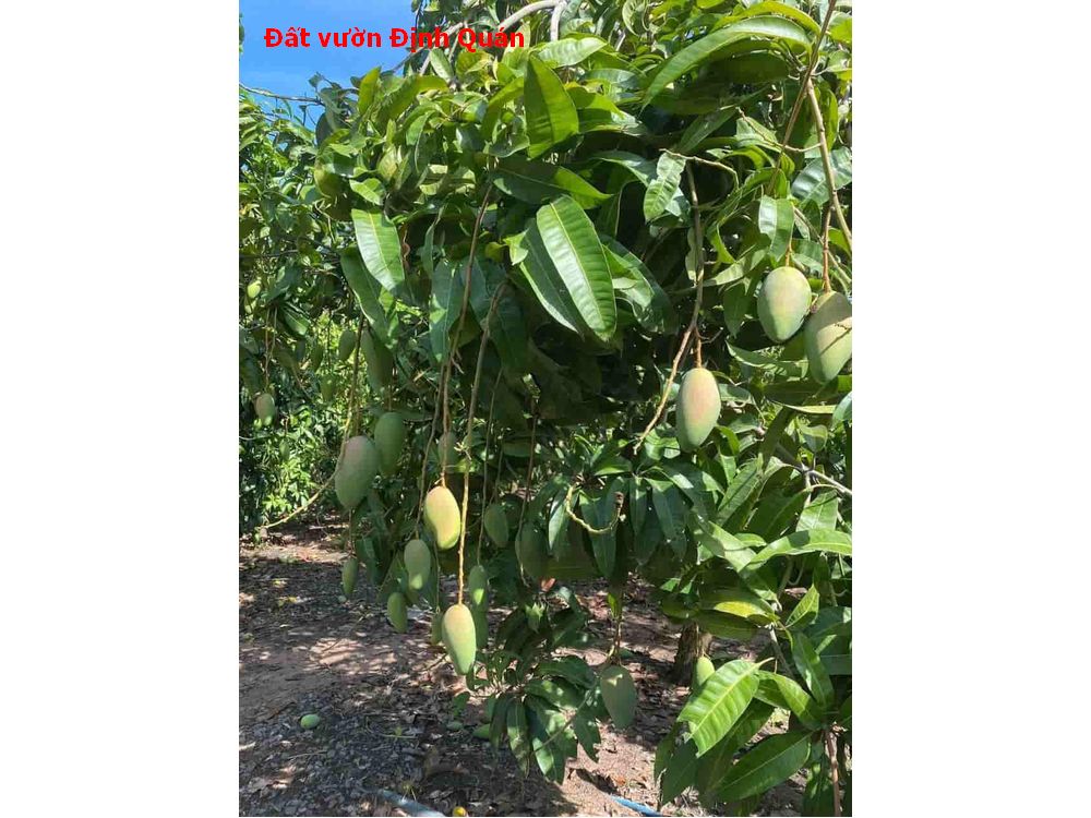 Bán đất vườn Định Quán, đang trồng xoài ngay xã Suối Nho