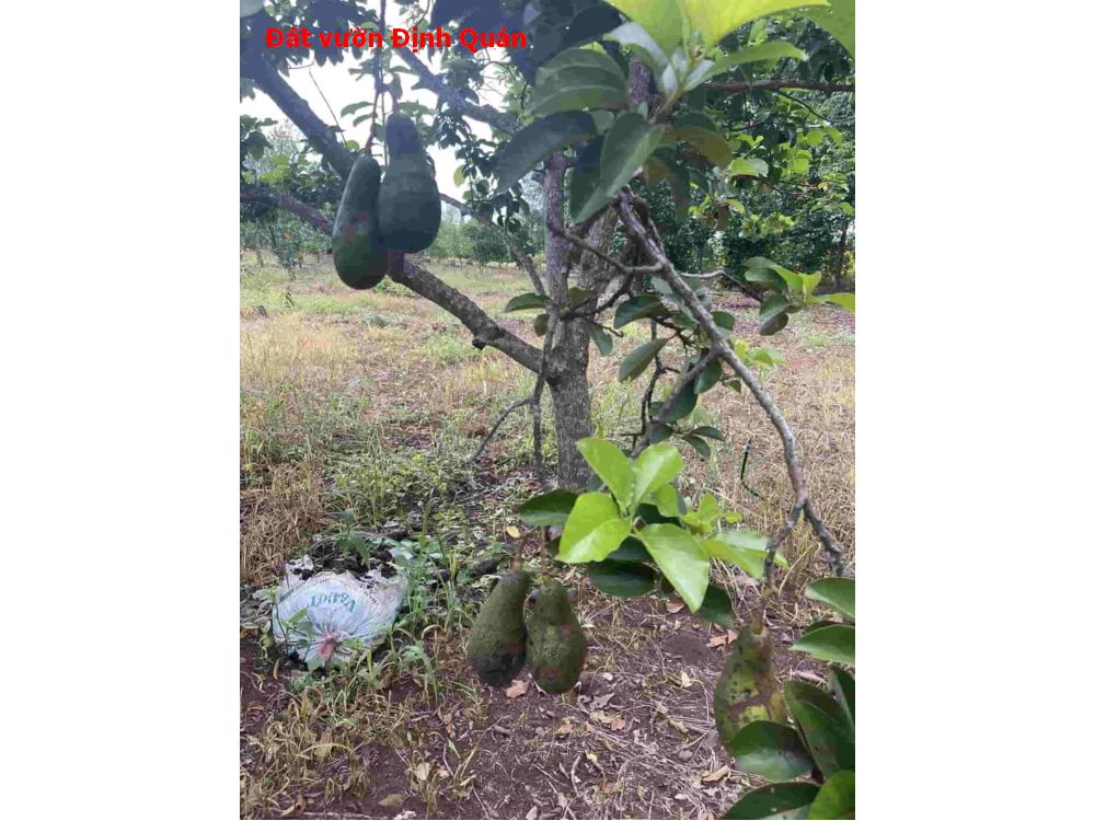 Đất vườn định quán
