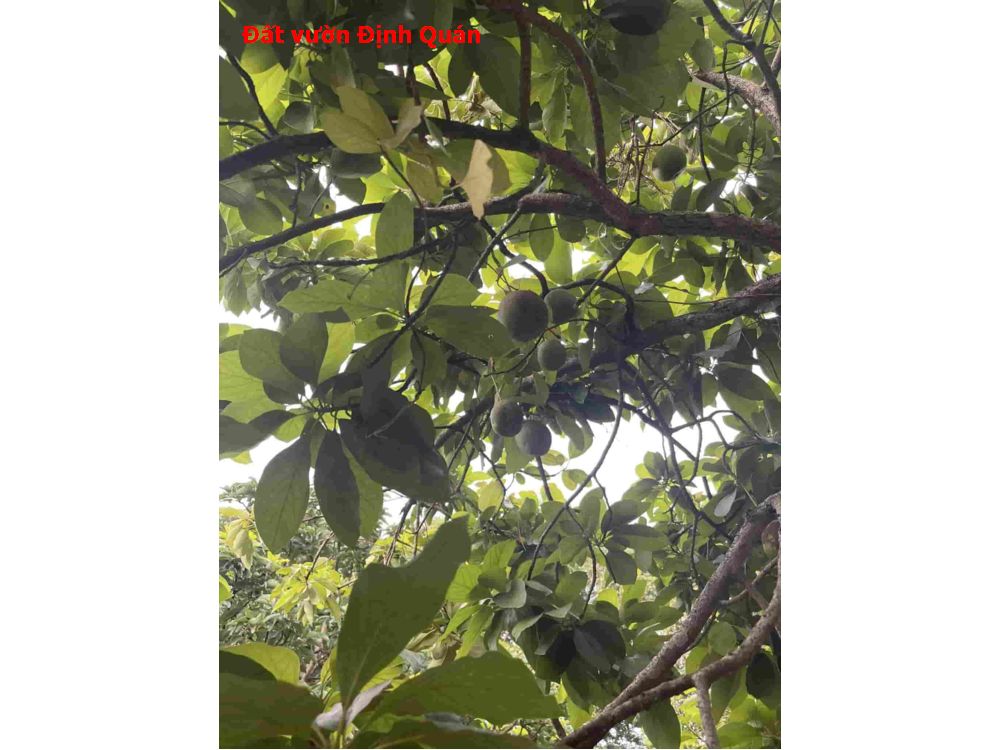 Đất vườn định quán