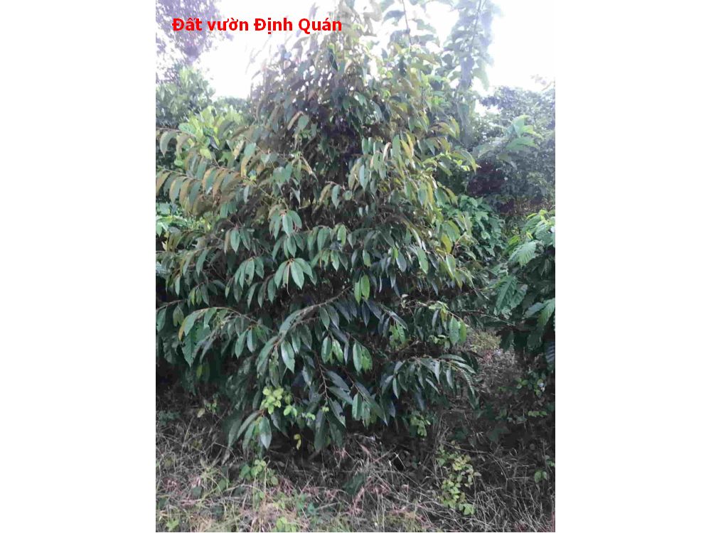 Đất vườn định quán