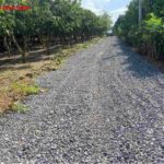 Bán đất vườn Định Quán, đang trồng xoài ngay xã Suối Nho