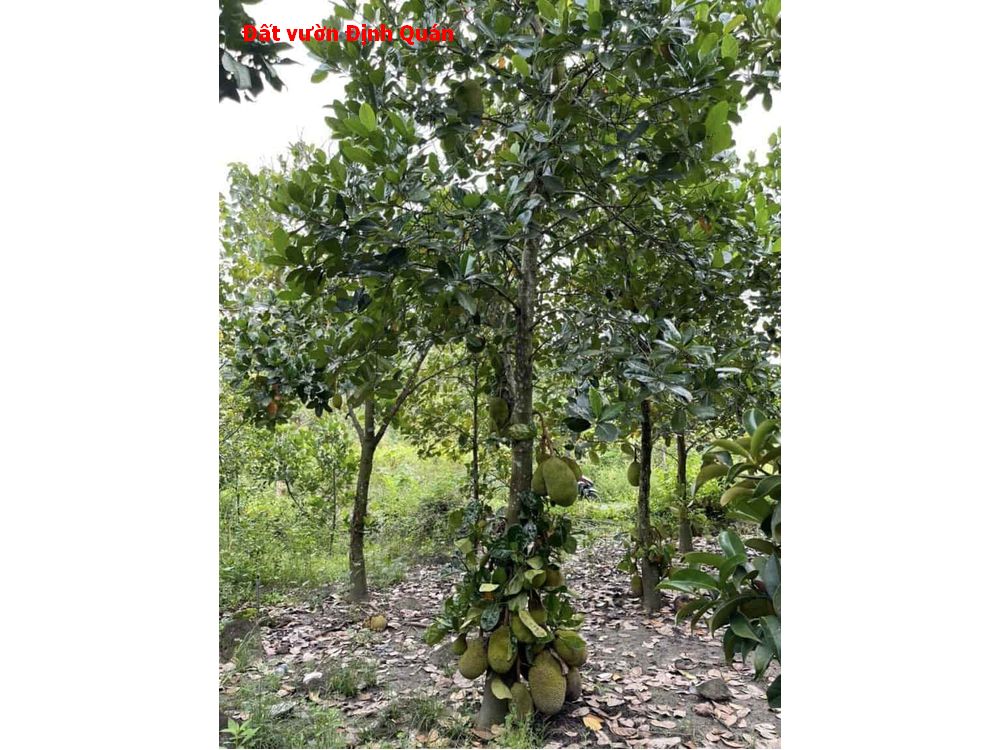 Bán đất vườn Phú Tân Định Quán- sẵn vườn cây ăn trái, giá chỉ 500tr