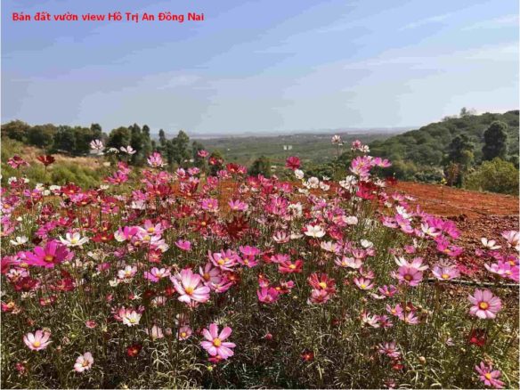 Bán đất vườn view hồ Trị An- Định Quán- Đồng Nai chỉ 750tr