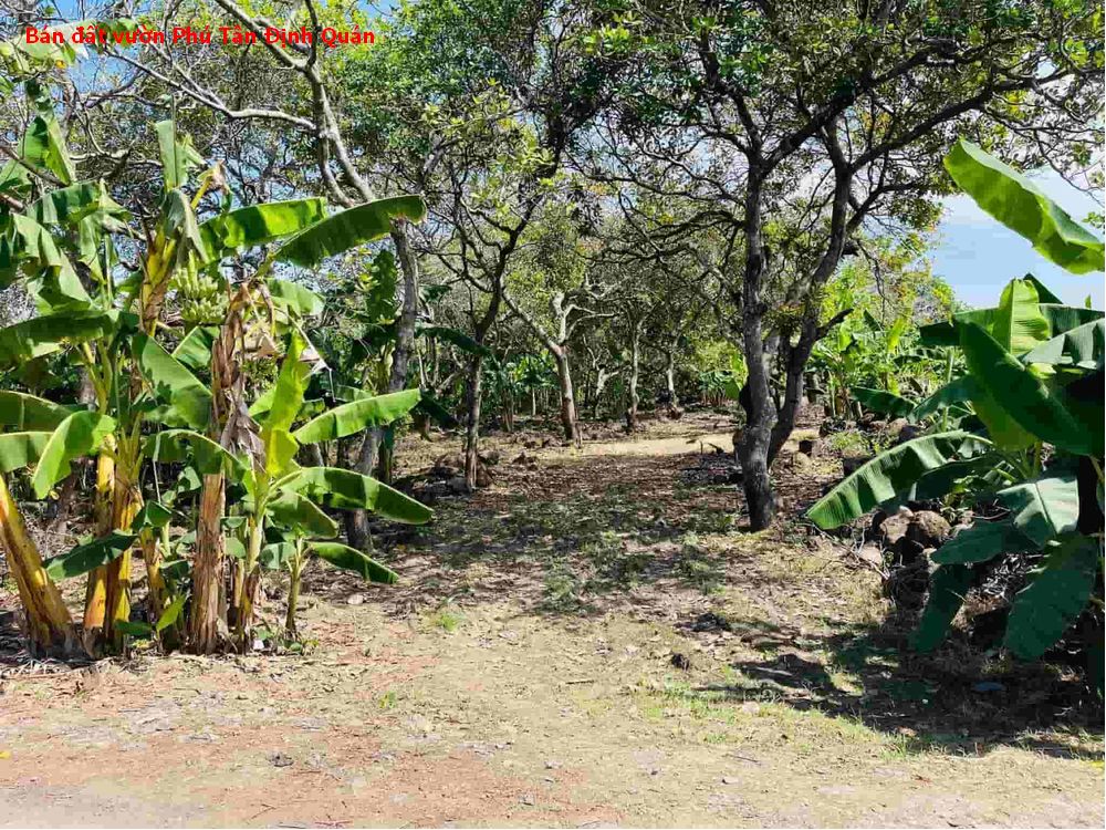 Bán đất vườn Phú Tân – Định Quán, hơn 1,1 ha giá chỉ 2,3 tỷ