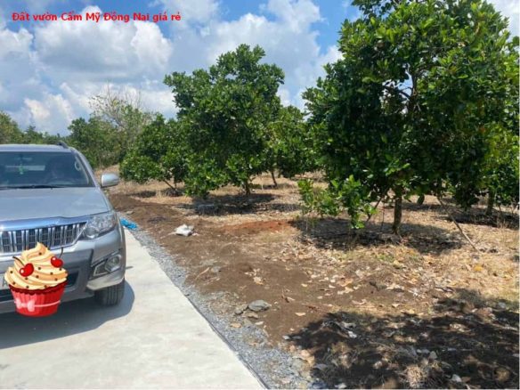 Đất vườn mít Cẩm Mỹ Đồng Nai bán gấp giá rẻ, chỉ 830tr/1000m2 có thổ cư