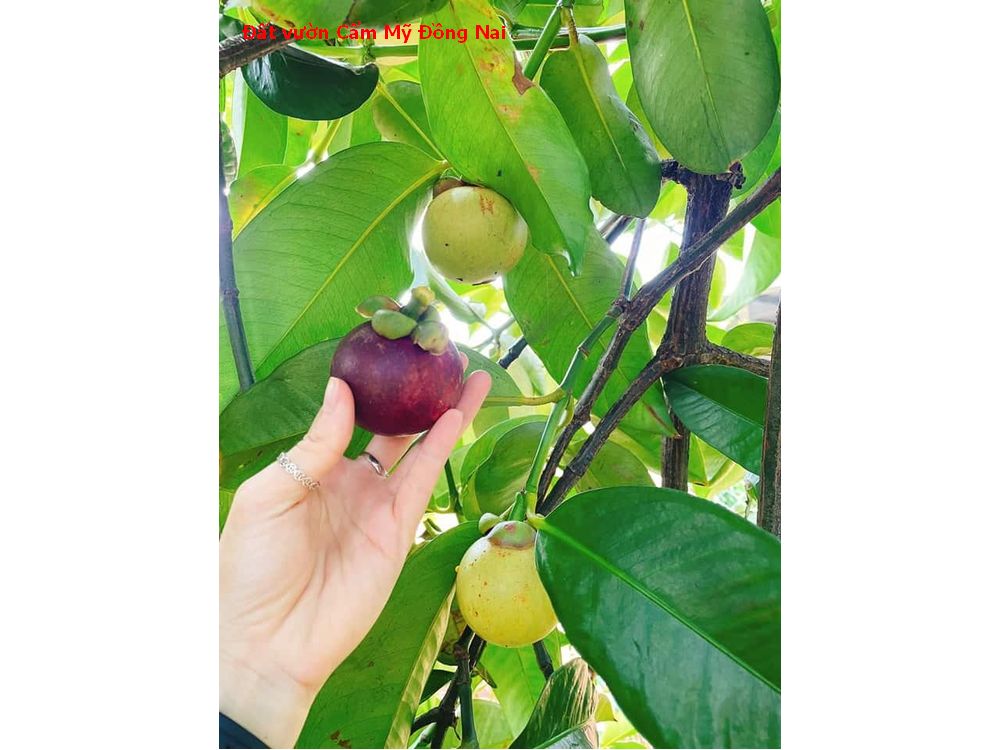 Đất vườn Cẩm Mỹ Đồng Nai giá siêu tốt, sẵn sầu riêng , măng cụt cho nguồn thu quanh năm