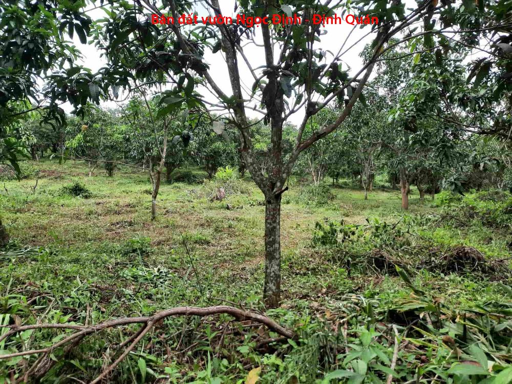 Bán 2 lô đất vườn Ngọc Định Định Quán giá 550tr/1000m2