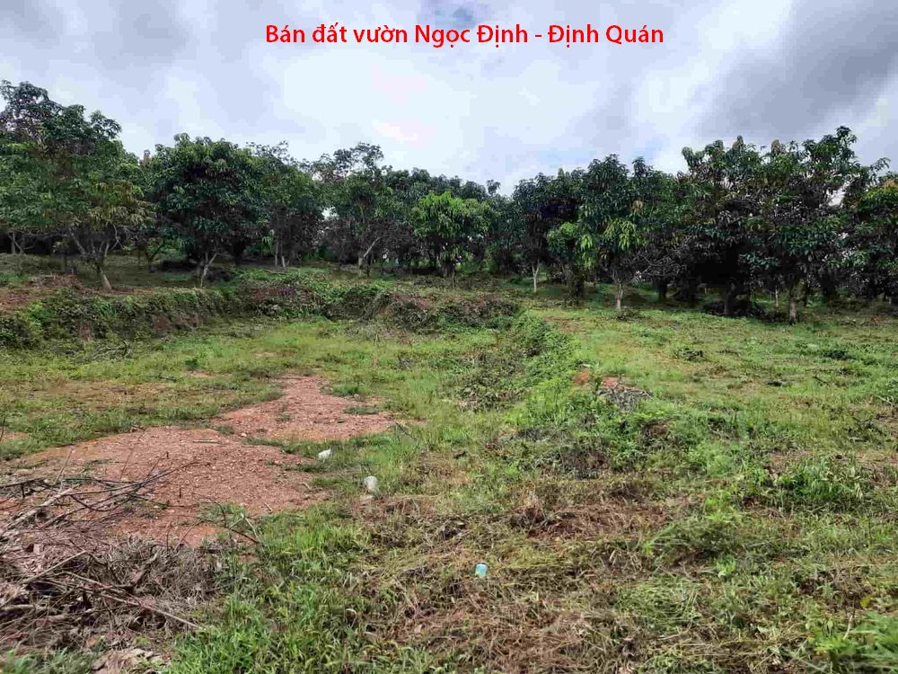 Bán 2 lô đất vườn Ngọc Định Định Quán giá 550tr/1000m2