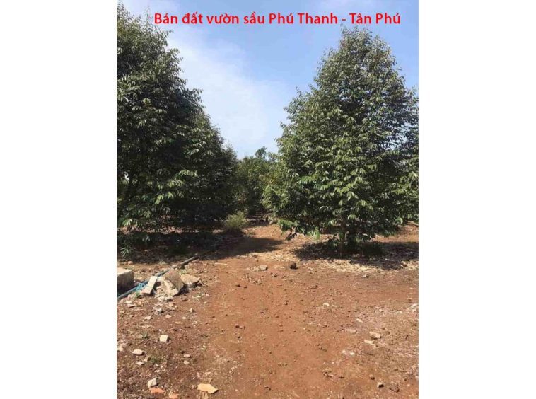 Bán vườn sầu riêng 8 năm tuổi ngay Phú Thanh, Tân Phú, Đồng Nai