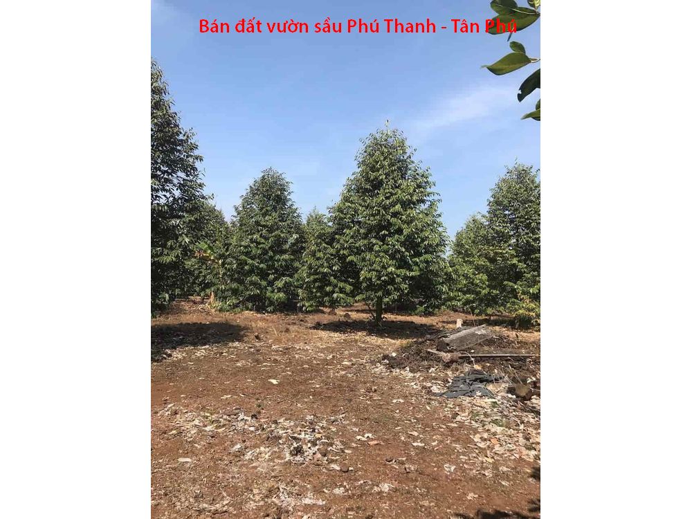 Bán vườn sầu riêng 8 năm tuổi ngay Phú Thanh, Tân Phú, Đồng Nai