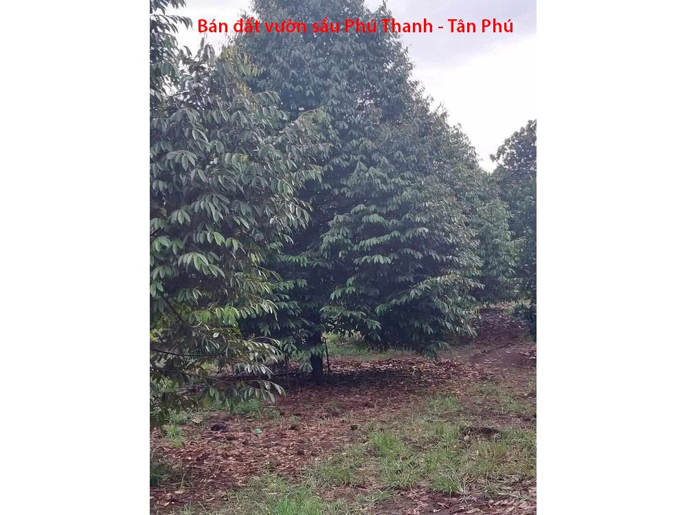 Bán vườn sầu riêng 8 năm tuổi ngay Phú Thanh, Tân Phú, Đồng Nai