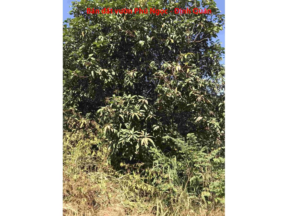 Bán đất vườn xoài Phú Ngọc Định Quán, cách quốc lộ vài trăm mét