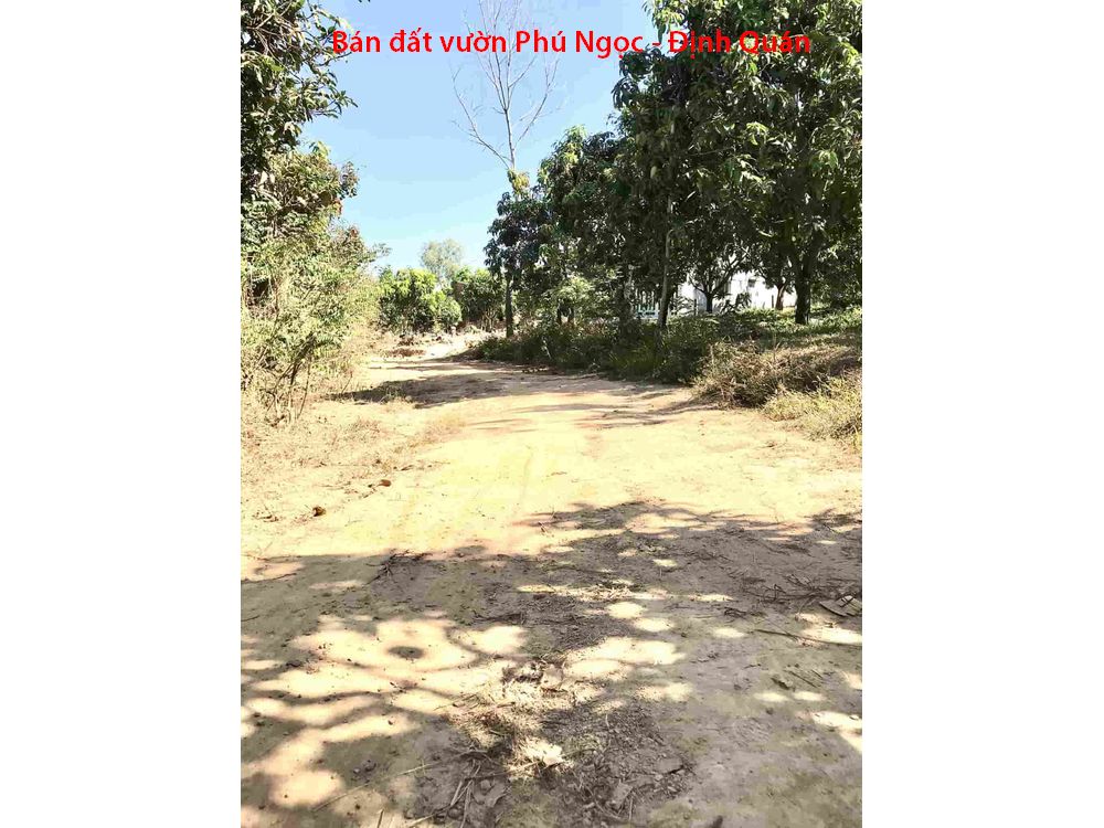 Bán đất vườn xoài Phú Ngọc Định Quán, cách quốc lộ vài trăm mét
