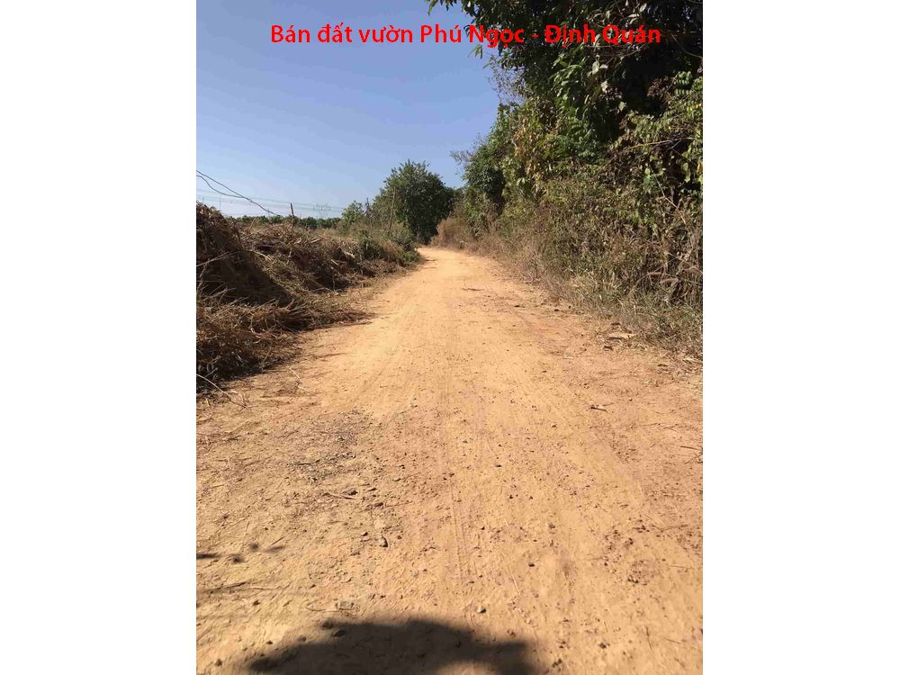 Bán đất vườn xoài Phú Ngọc Định Quán, cách quốc lộ vài trăm mét