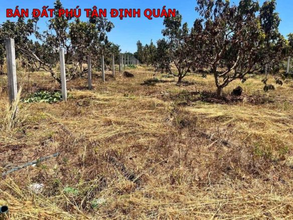 Bán đất vườn Phú Tân – Định Quán