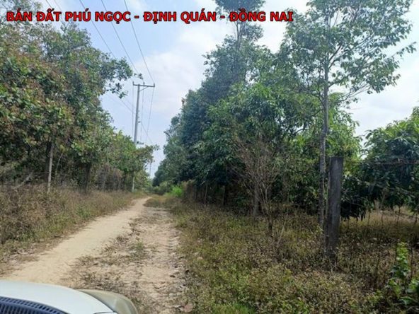 Bán đất Phú Ngọc, Định Quán. 185m2 thổ cư gần quốc Lộ giá chỉ 600tr