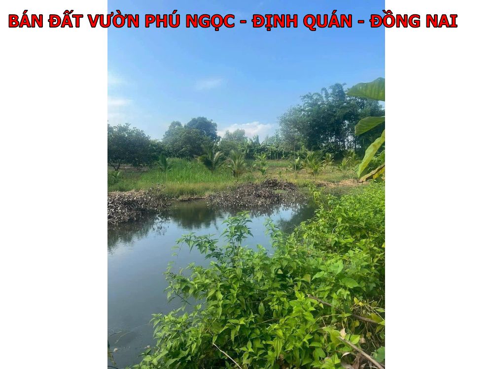 Đất đẹp Phú Ngọc Định Quán Đồng Nai 3200m2 mặt tiền nhựa giá chỉ 2,6 tỷ