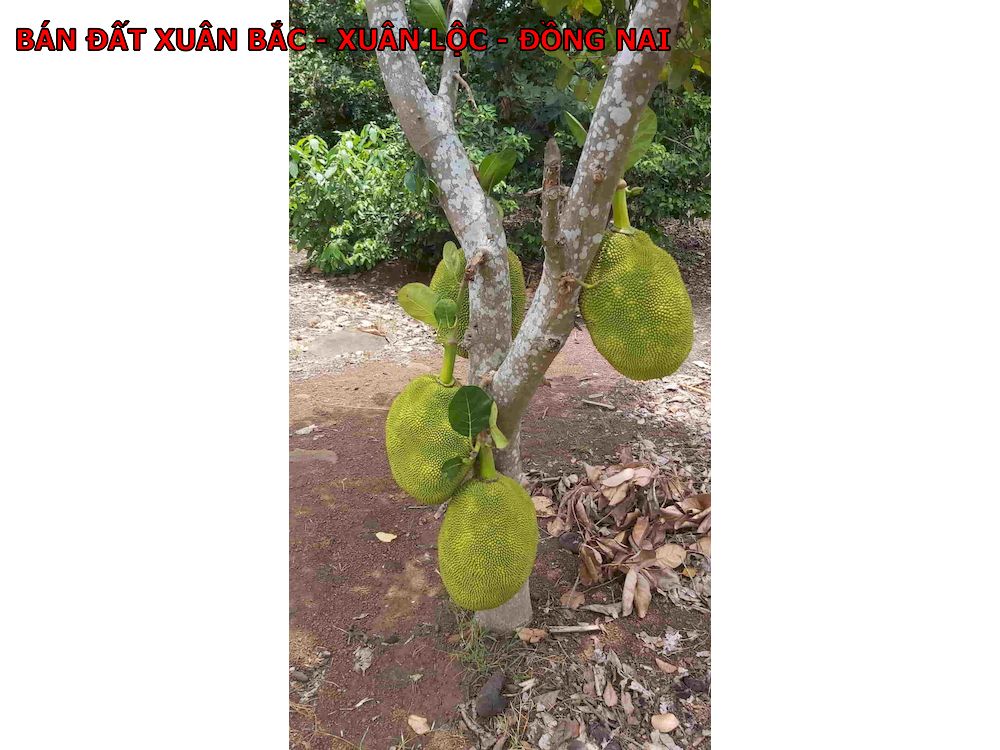 1 Lô đất rất đẹp, ngay Xuân Bắc, sổ vuông vắn, có nhà, có vườn cây ăn trái giá chỉ 600tr/1000m2