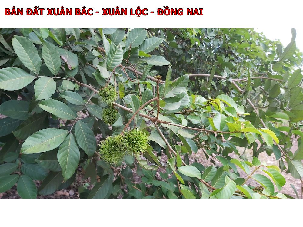 1 Lô đất rất đẹp, ngay Xuân Bắc, sổ vuông vắn, có nhà, có vườn cây ăn trái giá chỉ 600tr/1000m2