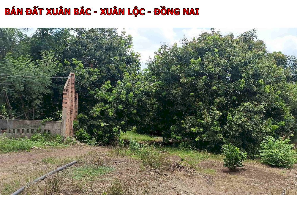 1 Lô đất rất đẹp, ngay Xuân Bắc, sổ vuông vắn, có nhà, có vườn cây ăn trái giá chỉ 600tr/1000m2