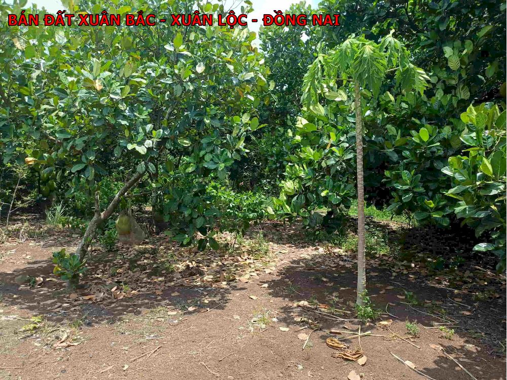 1 Lô đất rất đẹp, ngay Xuân Bắc, sổ vuông vắn, có nhà, có vườn cây ăn trái giá chỉ 600tr/1000m2