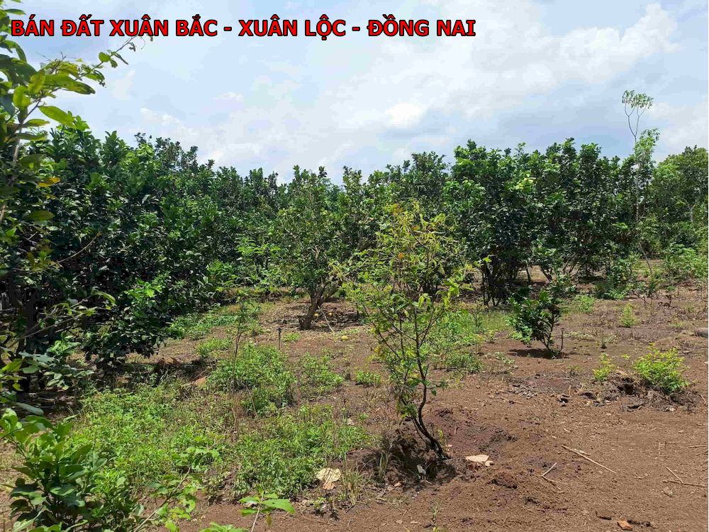 1 Lô đất rất đẹp, ngay Xuân Bắc, sổ vuông vắn, có nhà, có vườn cây ăn trái giá chỉ 600tr/1000m2