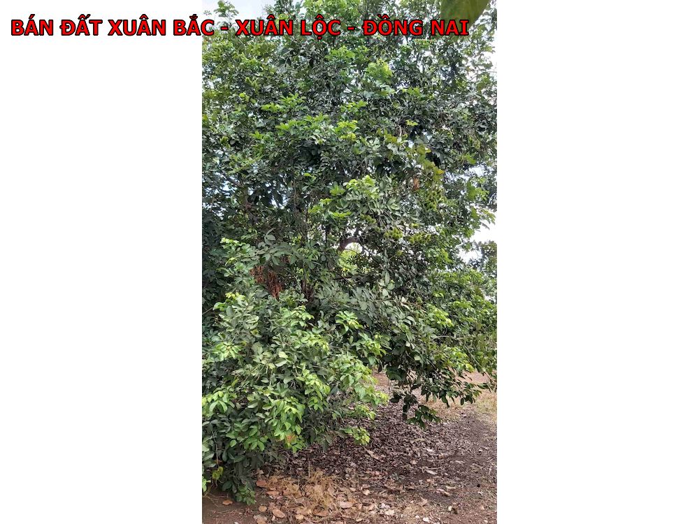 1 Lô đất rất đẹp, ngay Xuân Bắc, sổ vuông vắn, có nhà, có vườn cây ăn trái giá chỉ 600tr/1000m2