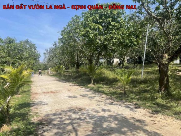 Bán đất vườn xoài La Ngà, Định Quán, Đồng Nai, chủ kẹt tiền bán lỗ 1 nửa