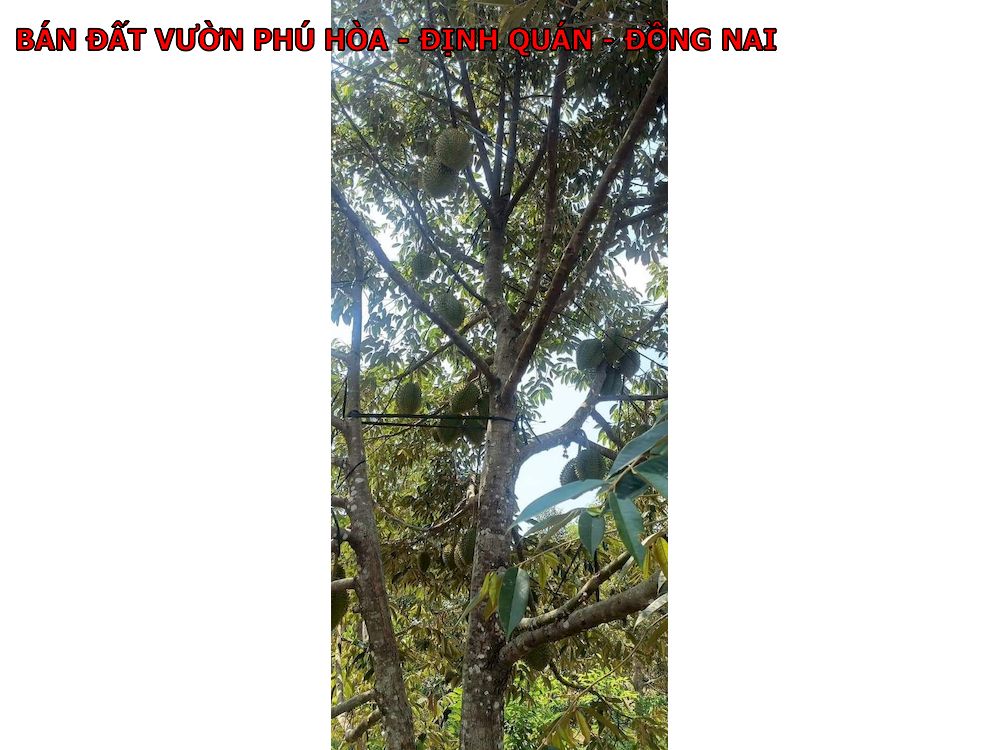 Bán 7 lô đất vườn Phú Hòa – Định Quán – Đồng Nai