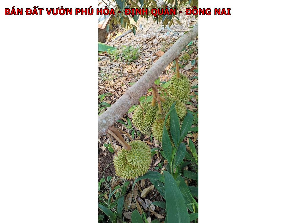 Bán 7 lô đất vườn Phú Hòa – Định Quán – Đồng Nai