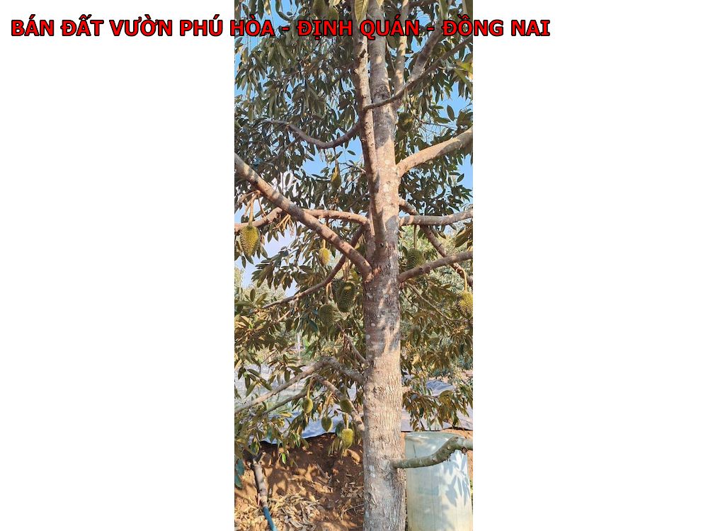 Bán 7 lô đất vườn Phú Hòa – Định Quán – Đồng Nai