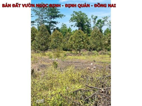 Bán vườn sầu riêng hơn 1300m2 quy hoạch đất ở giá chỉ 820tr tại Ngọc Định, Định Quán, Đồng Nai