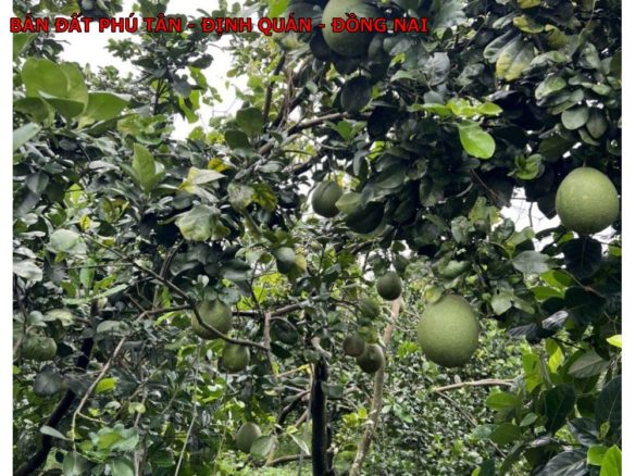 Bán lô đất vườn bưởi Phú Tân, Định Quán, 2 mặt tiền đường đẹp