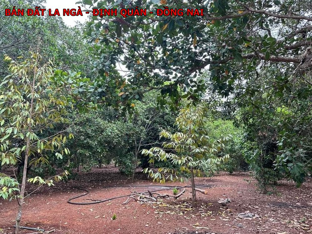 Bán 2000m đất vườn đẹp tại La Ngà, Định Quán giá tốt