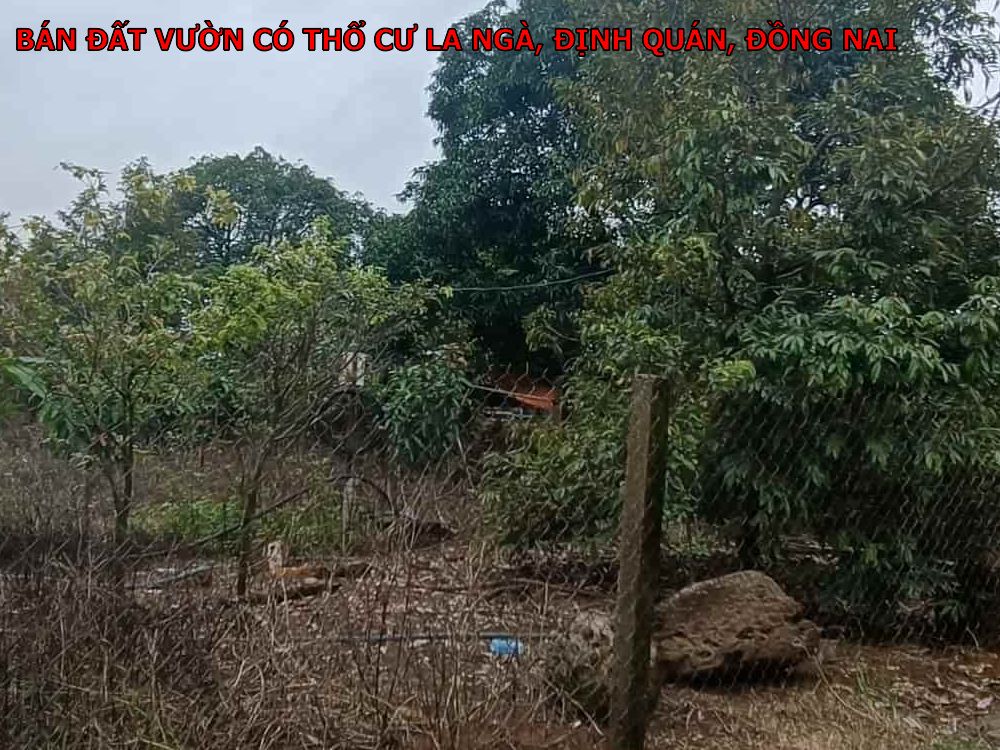 Bán đất vườn có 100m thổ cư tại La Ngà, Định Quán giá rẻ nhất