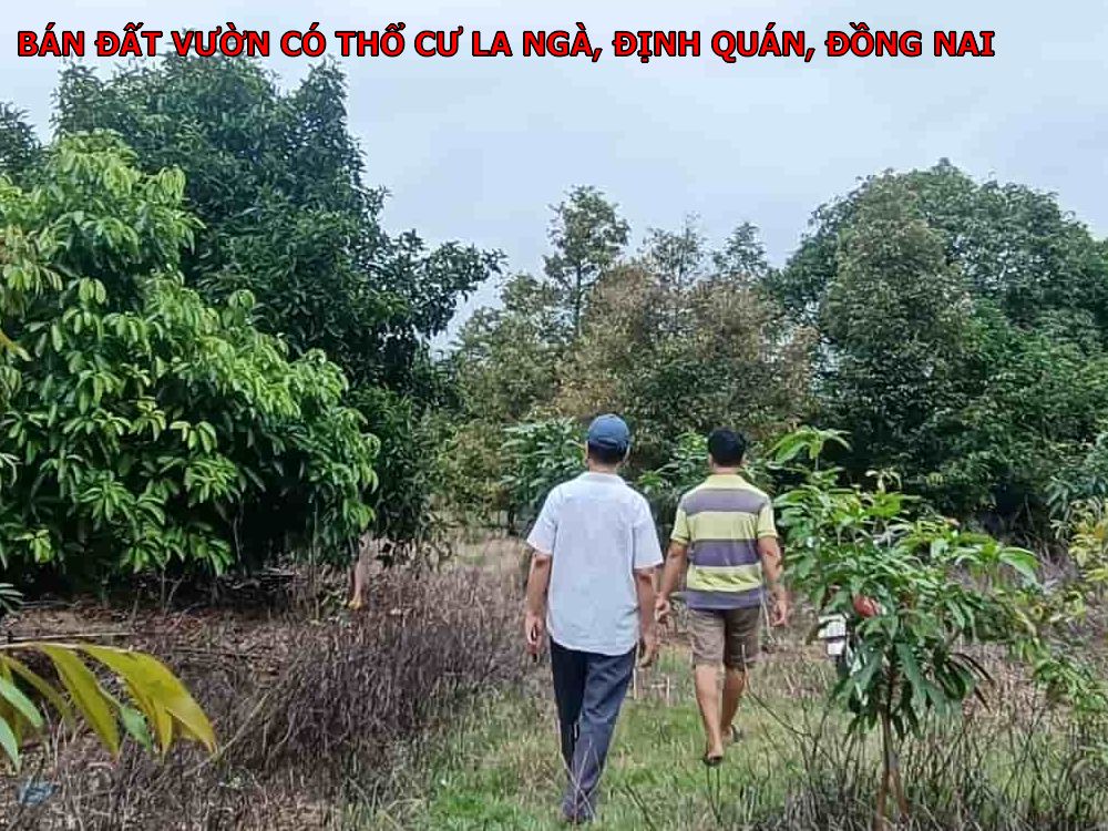 Bán đất vườn có 100m thổ cư tại La Ngà, Định Quán giá rẻ nhất