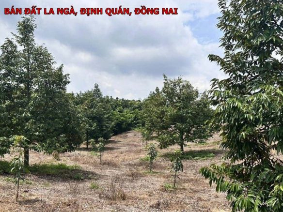 Bán đất vườn La Ngà, Định Quán, Đồng Nai, 2000m giá chỉ 1,55 tỷ