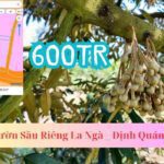 CHỉ 600tr sở hữu vườn sầu riêng ngay La Ngà - Định Quán