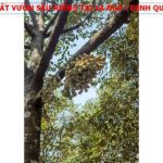 Chỉ 580tr sở hữu ngay vườn sầu riêng tại La Ngà - Định Quán