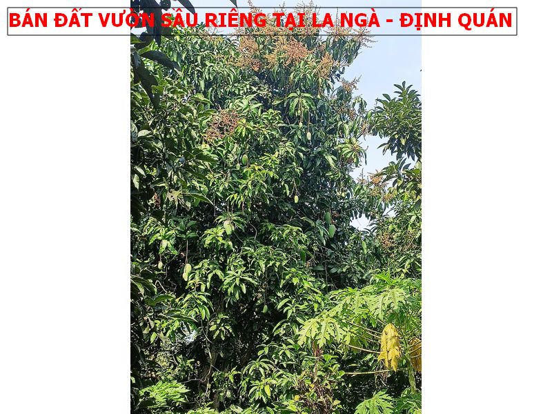 Chỉ 580tr sở hữu ngay vườn sầu riêng tại La Ngà – Định Quán